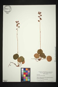 Pyrola chlorantha image