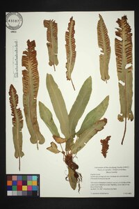 Asplenium scolopendrium image