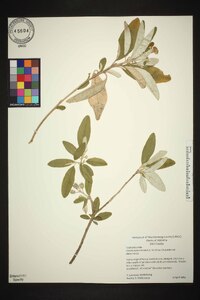 Croton alabamensis image