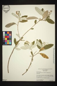 Croton alabamensis image