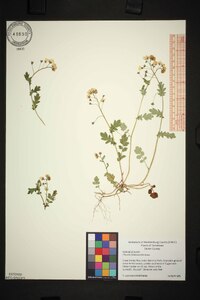 Phacelia fimbriata image