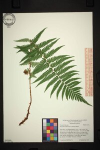 Dryopteris ludoviciana image