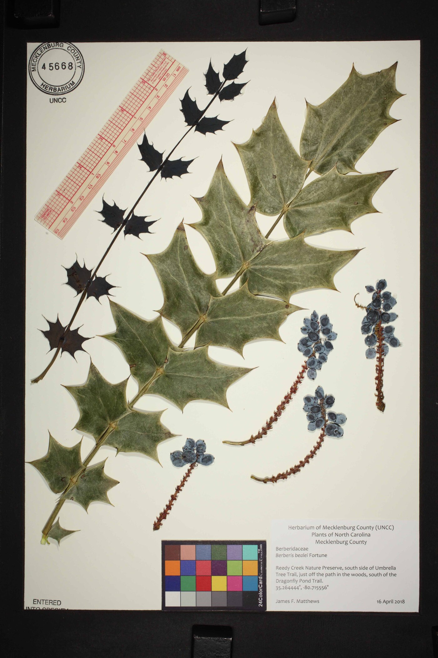 Mahonia bealei image