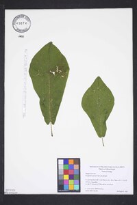 Magnolia pyramidata image