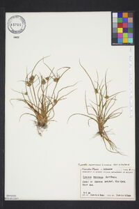 Cyperus squarrosus image