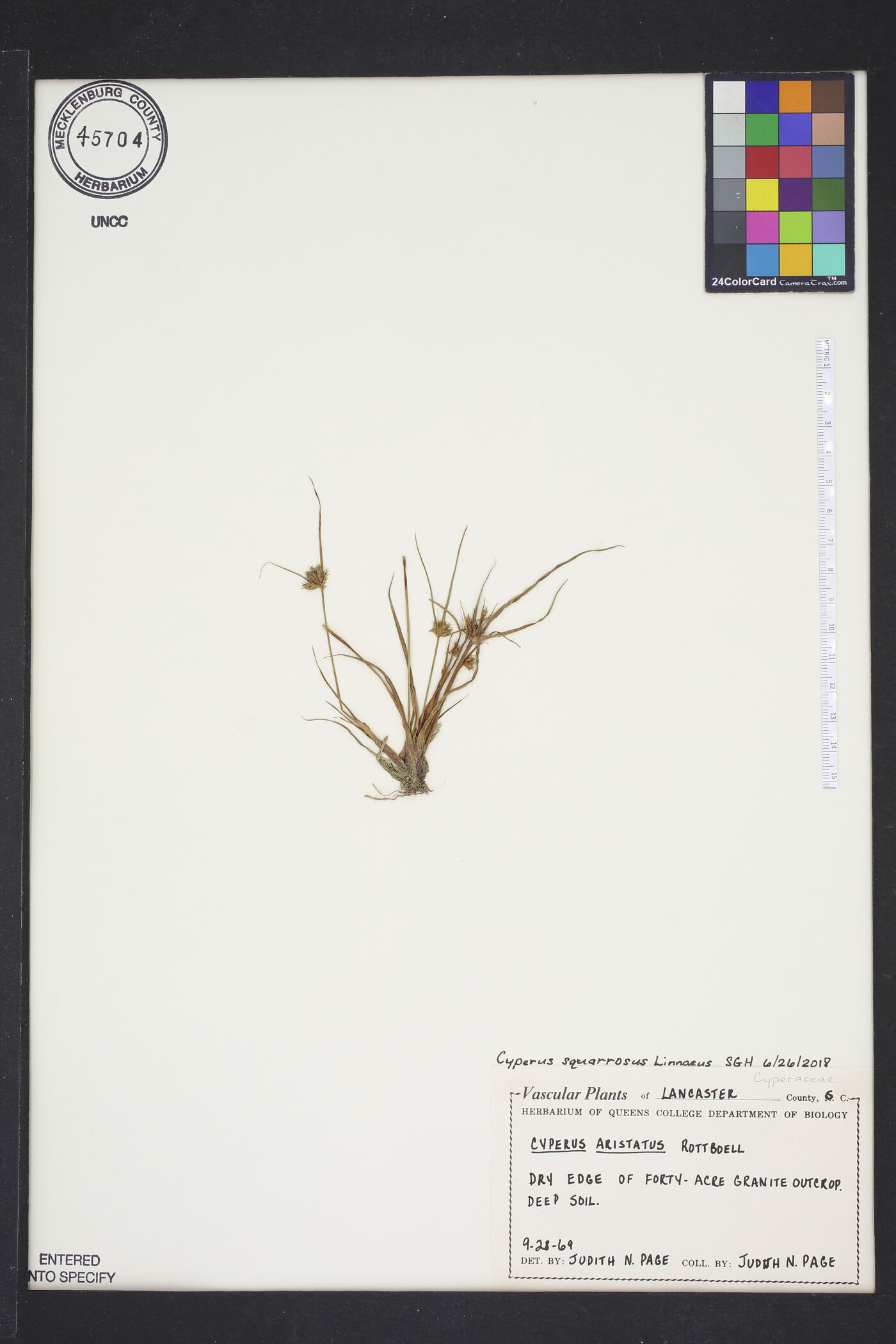 Cyperus squarrosus var. squarrosus image