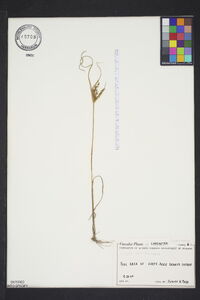 Cyperus iria image