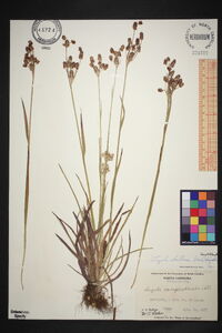 Luzula bulbosa image