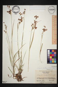 Luzula bulbosa image