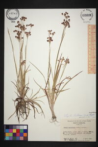 Luzula bulbosa image