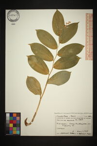 Maianthemum racemosum racemosum image