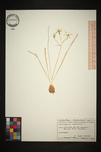 Ornithogalum umbellatum image