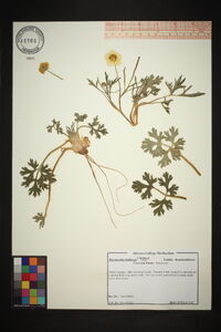 Ranunculus bulbosus image