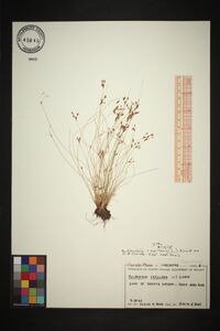 Bulbostylis capillaris subsp. capillaris image