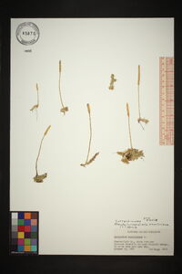 Pseudolycopodiella caroliniana image