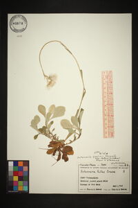 Antennaria parlinii subsp. fallax image