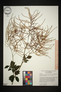 Aruncus dioicus image