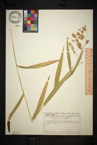 Chasmanthium latifolium image