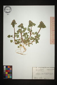 Lamium purpureum image