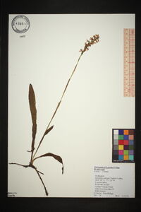 Spiranthes odorata image