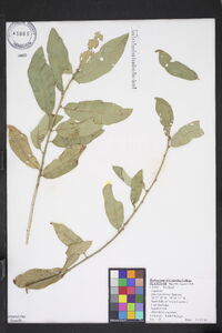 Quercus incana image