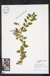 Ligustrum sinense image