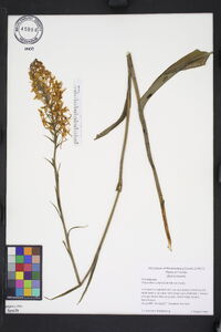 Platanthera ciliaris image