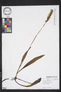 Spiranthes odorata image