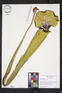 Sarracenia flava image