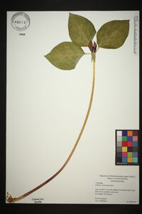 Trillium recurvatum image