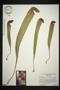 Sarracenia minor image