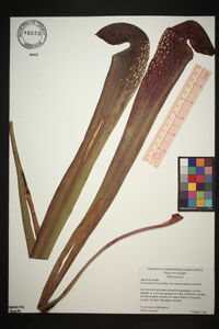 Sarracenia minor image