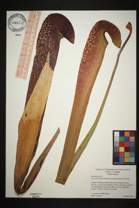 Sarracenia minor image