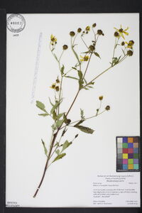 Bidens aristosa image