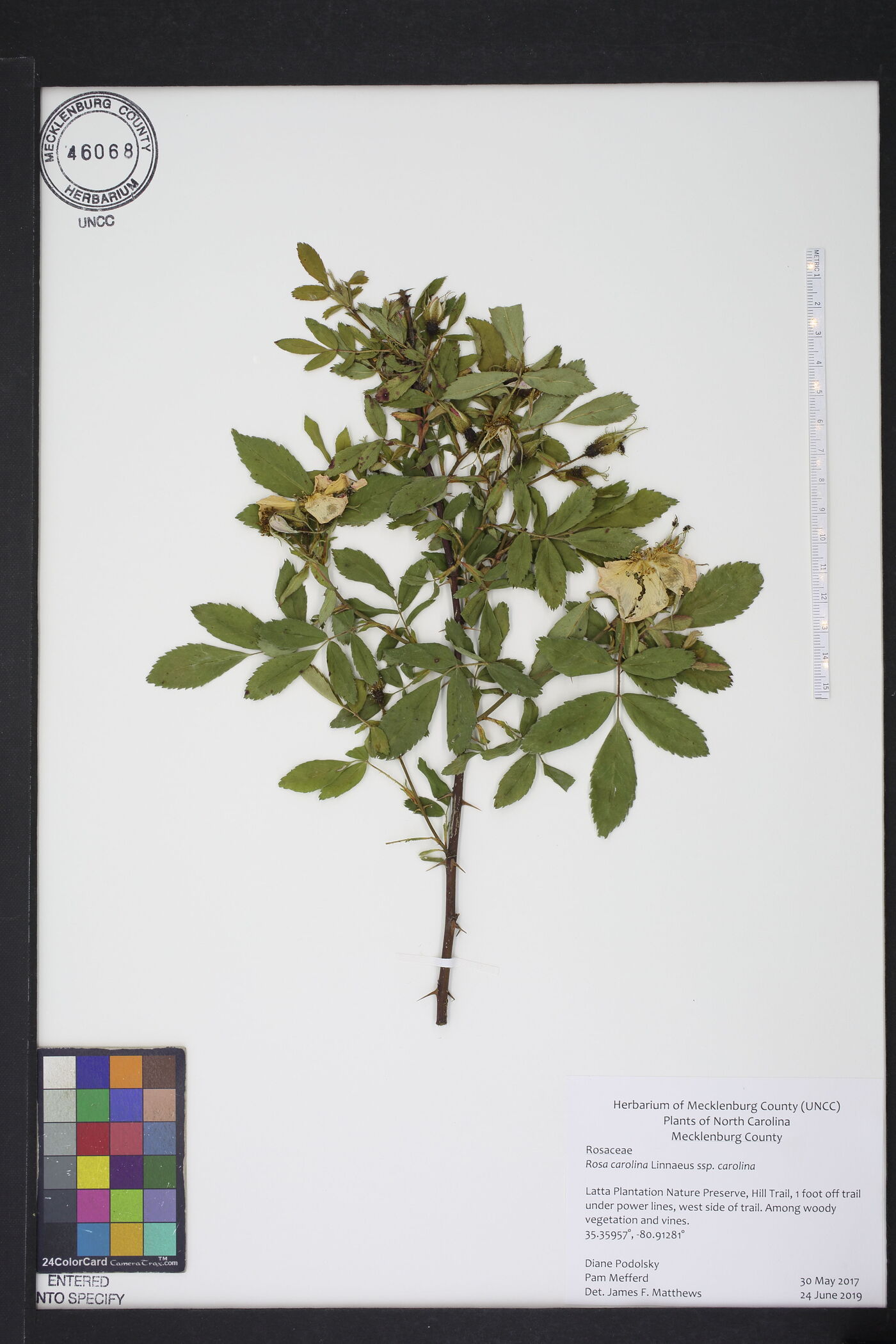 Rosa carolina carolina image