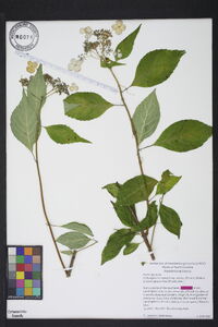 Hydrangea macrophylla subsp. serrata image