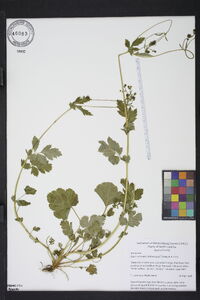 Geum vernum image