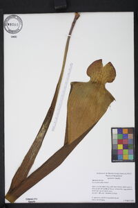 Sarracenia alata image