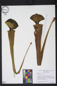 Sarracenia flava image