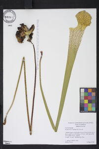 Sarracenia leucophylla image