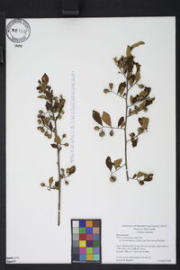 Styrax americanus image