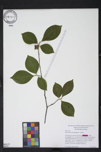 Stewartia malacodendron image