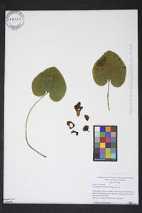 Hexastylis heterophylla image