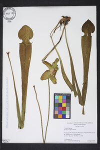 Sarracenia alata image