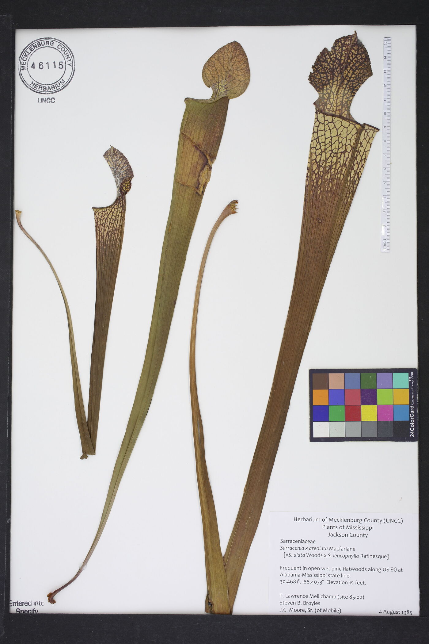 Sarracenia x areolata image