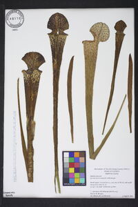 Sarracenia leucophylla image