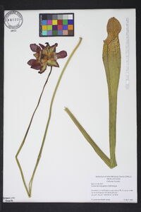 Sarracenia leucophylla image