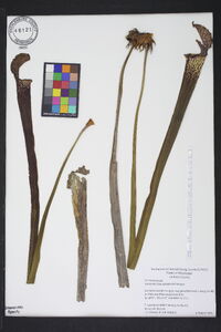 Sarracenia leucophylla image