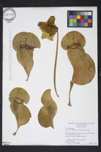 Sarracenia rosea image