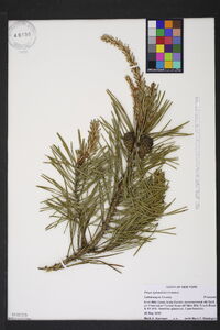 Pinus sylvestris var. sylvestris image